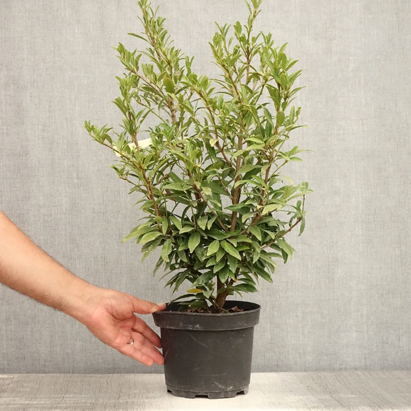 Ejemplar de Laurel cerezo Sofia - Prunus laurocerasus Maceta 3L/4L entregado en verano