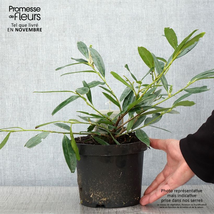 Ejemplar de Laurel cerezo Zabeliana - Prunus laurocerasus Maceta 2L/3L entregado en otoño