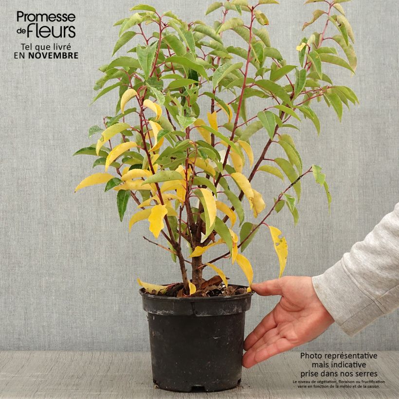 Ejemplar de Laurel portugués Variegata - Prunus lusitanica Maceta 3L/4L entregado en otoño