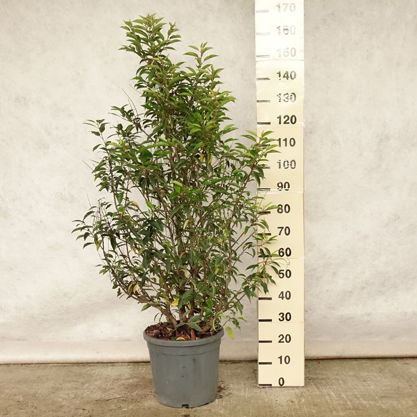 Ejemplar de Laurel portugués - Prunus lusitanica Maceta 7,5L/10LAltura de entrega aprox. 80/100cm entregado en verano