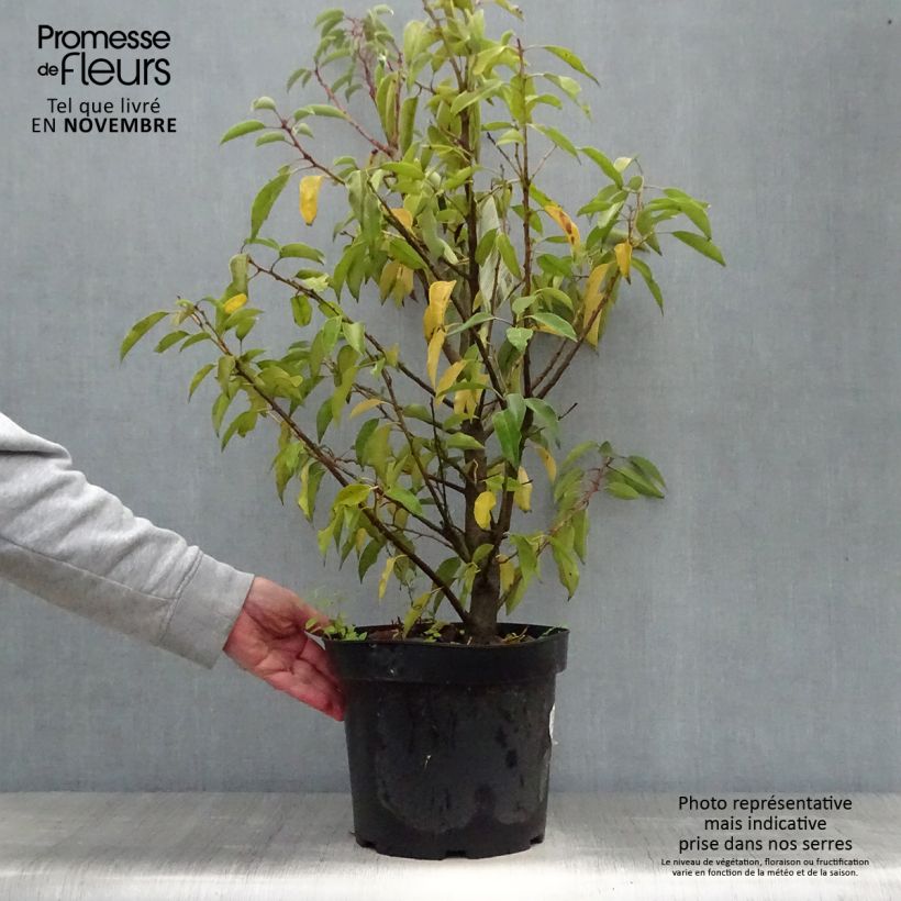 Ejemplar de Laurel portugués Angustifolia - Prunus lusitanica Maceta 7,5L/10L entregado en otoño
