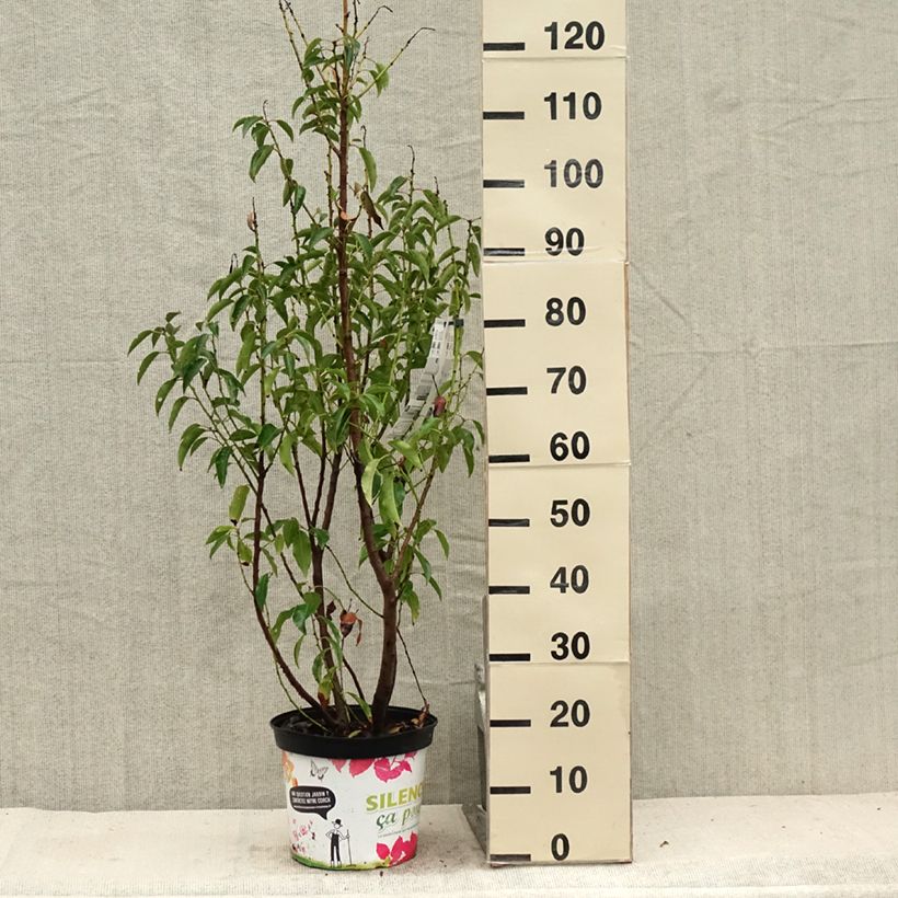 Ejemplar de Laurel portugués Myrtifolia - Prunus lusitanica Maceta 6L/7L entregado en verano