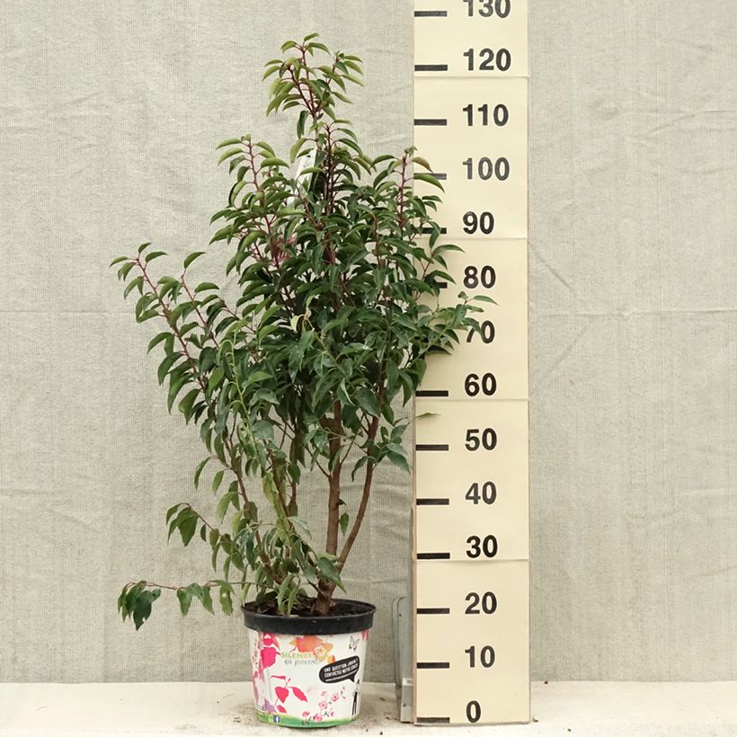 Laurel portugués Myrtifolia - Prunus lusitanica Maceta 6L/7LAltura de entrega aprox. 80/100cm Ejemplar entregado en la primavera