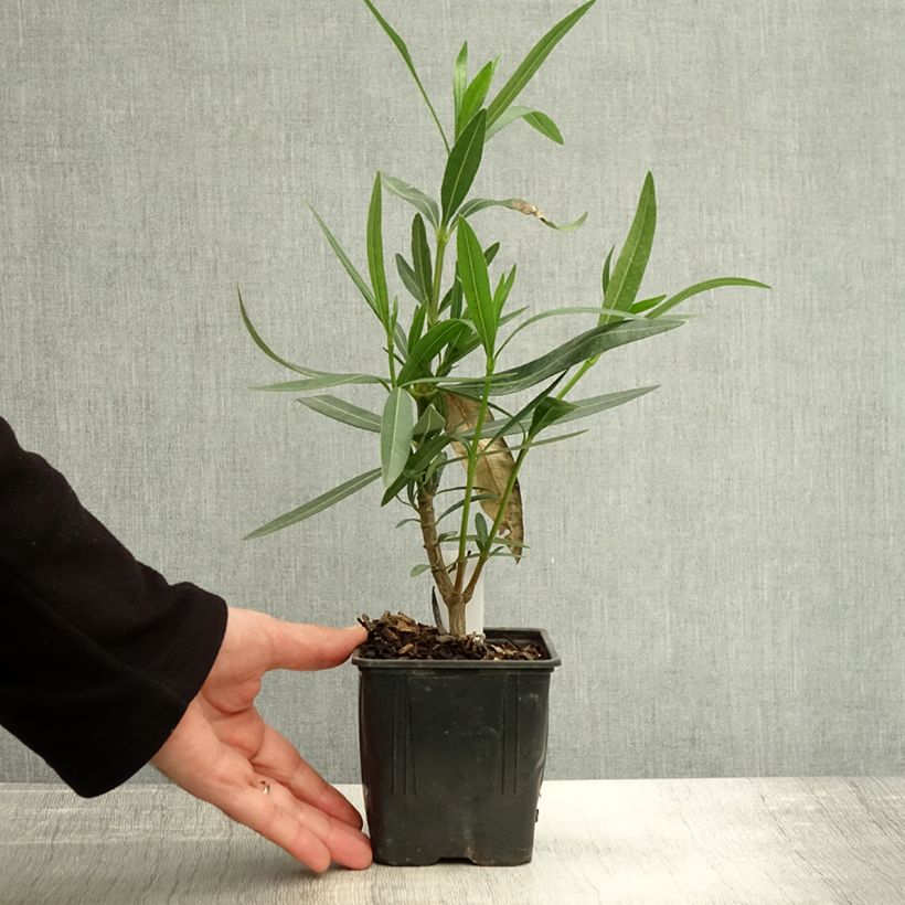 Ejemplar de Adlefa - Nerium oleander Docteur Ragioneri Maceta de 10 cm/11 cm entregado en otoño