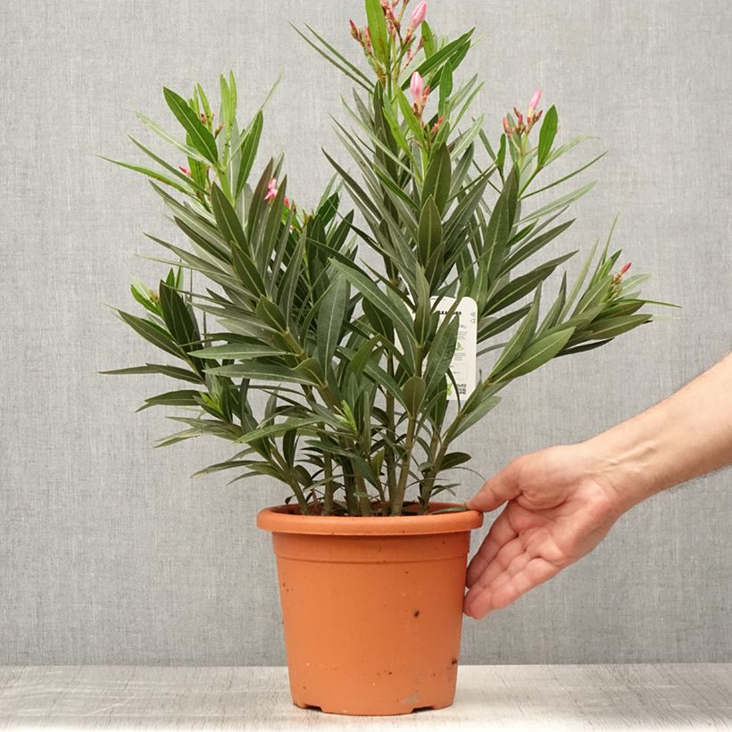 Ejemplar de Adlefa rosa - Nerium oleander Emilie Maceta 3L/4LAltura de entrega aprox. 30/40cm entregado en verano