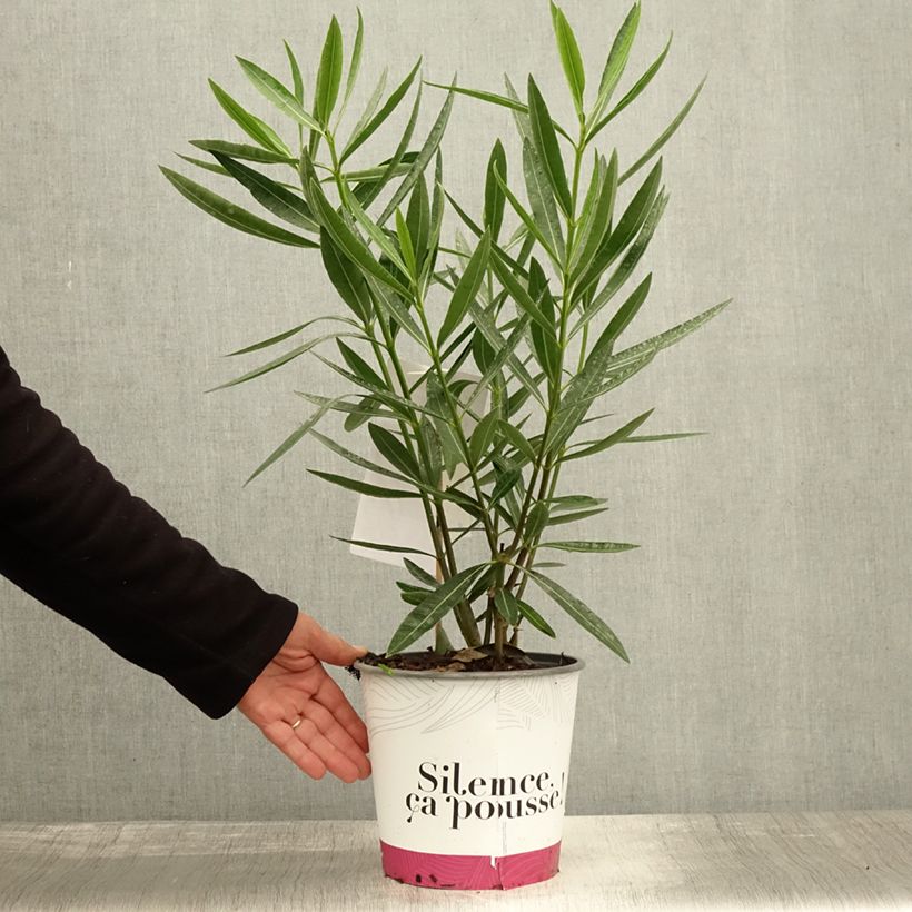 Ejemplar de Adlefa roja - Nerium oleander Jannoch Maceta 3L/4L entregado en otoño