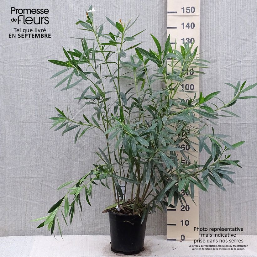 Ejemplar de Adlefa blanca- Nerium oleander White Maceta 6L/7L entregado en otoño