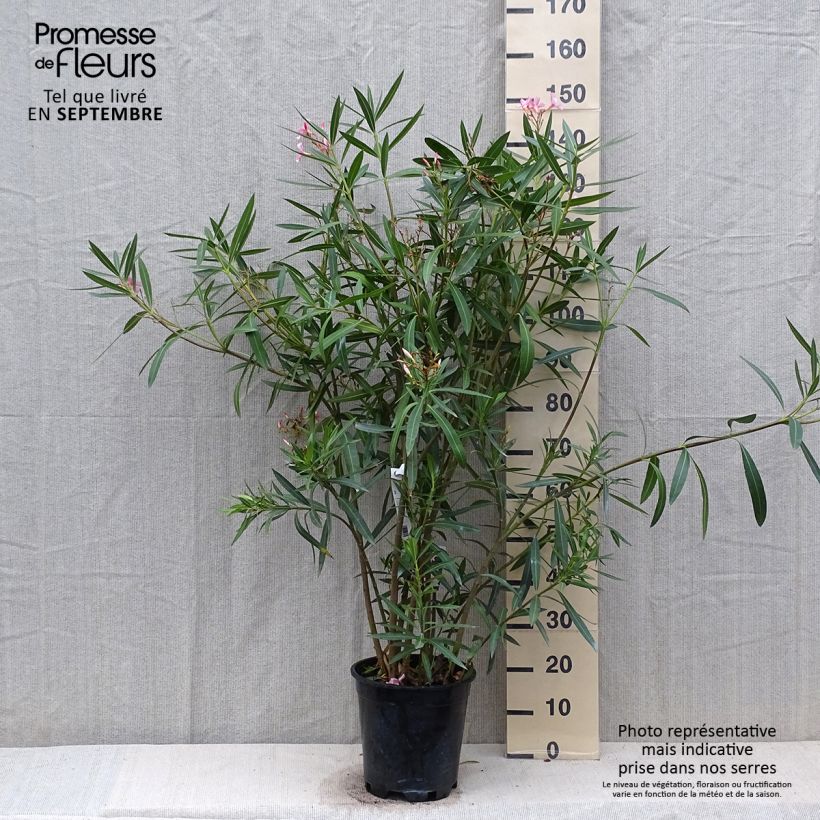 Ejemplar de Adelfa rosa  - Nerium oleander Maceta 6L/7L entregado en otoño