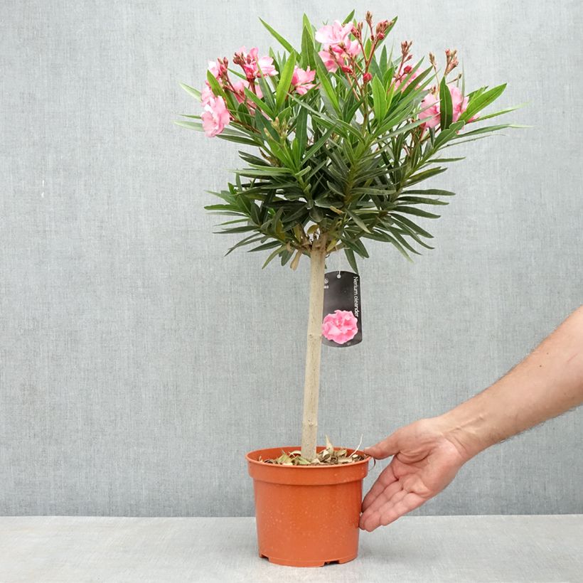 Adelfa rosa  - Nerium oleander Maceta 2L/3LAltura de entrega aprox. 30/35cm Ejemplar entregado en la primavera