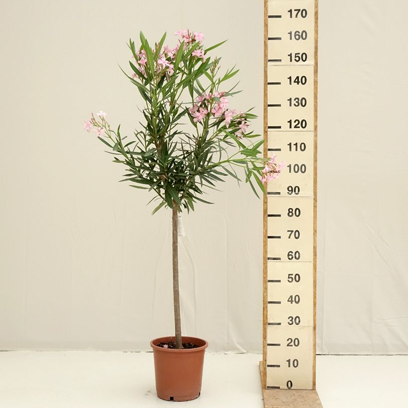 Adelfa rosa  - Nerium oleander Maceta 7,5L/10LAltura de entrega aprox. 65/70cm Ejemplar entregado en la primavera