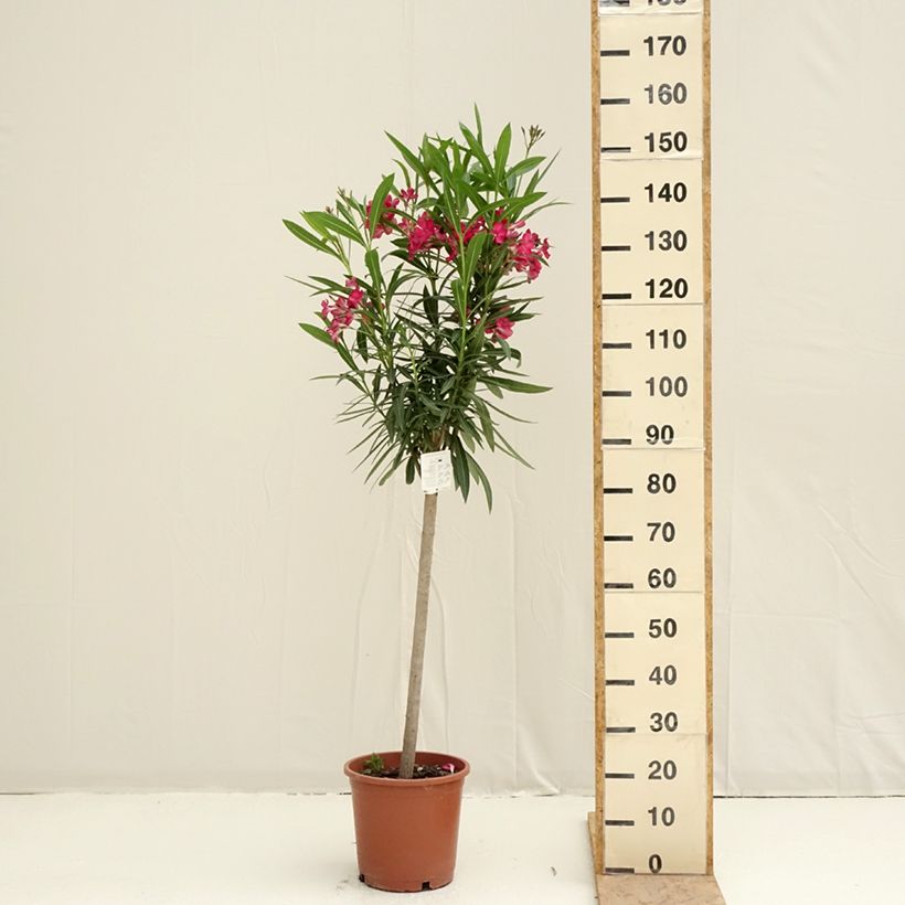 Adlefa roja - Nerium oleander Simple Red Maceta 2L/3LAltura de entrega aprox. 30/35cm Ejemplar entregado en la primavera