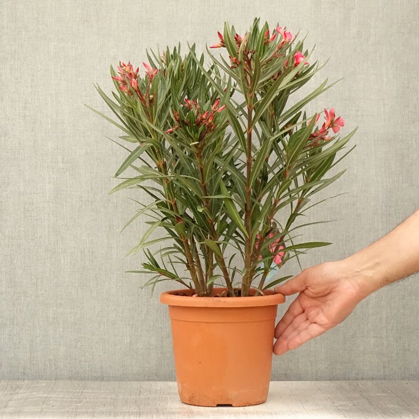 Ejemplar de Adlefa rosa - Nerium oleander Papa Gambetta Maceta 2L/3LAltura de entrega aprox. 30/40cm entregado en verano