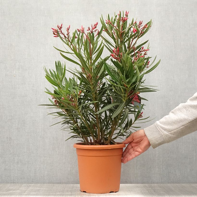 Ejemplar de Adlefa rosa - Nerium oleander Papa Gambetta Maceta 4L/5LAltura de entrega aprox. 60/80cm entregado en verano