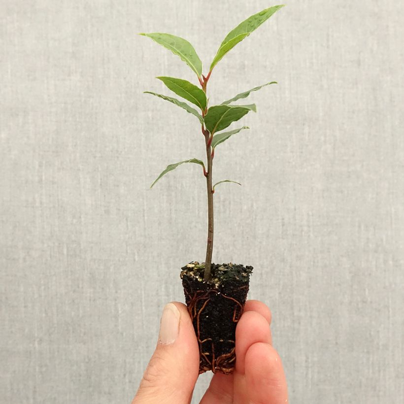 Laurel De Jerusalem - Laurus nobilis minicepellón: Ø 3/4 cm Ejemplar entregado en la primavera