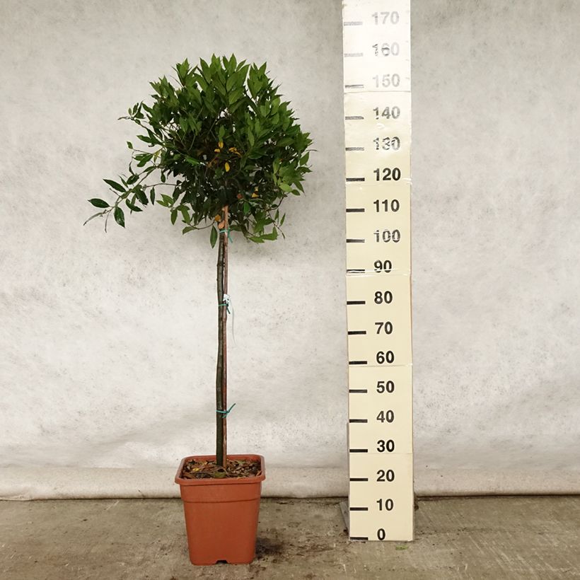 Ejemplar de Laurel - Laurus nobilis Maceta 12L/15L entregado en verano