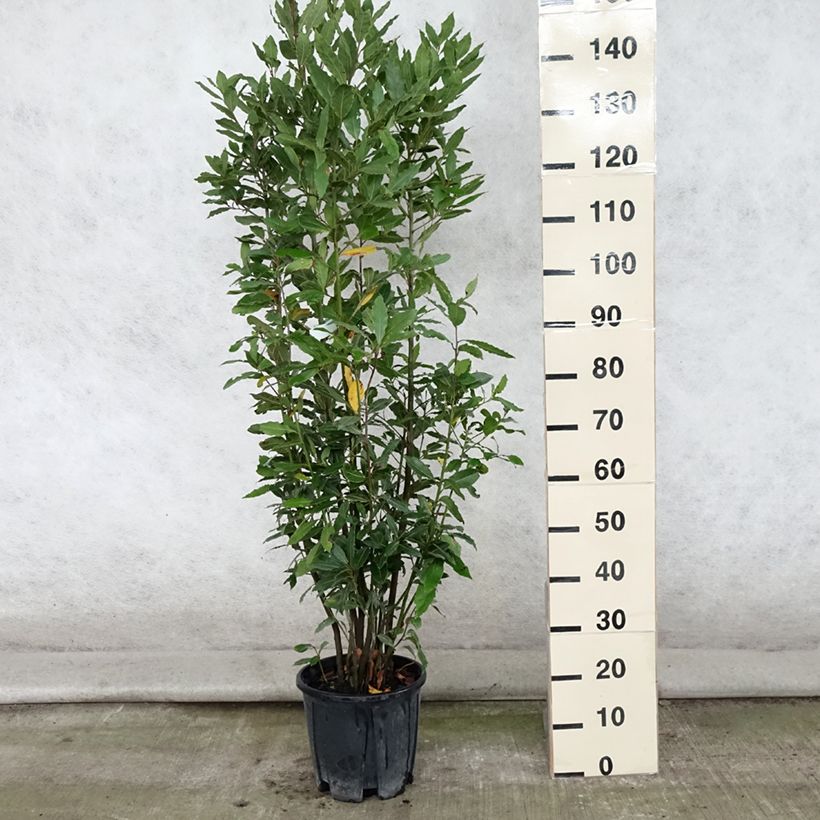 Ejemplar de Laurel - Laurus nobilis Maceta 7,5L/10L entregado en verano
