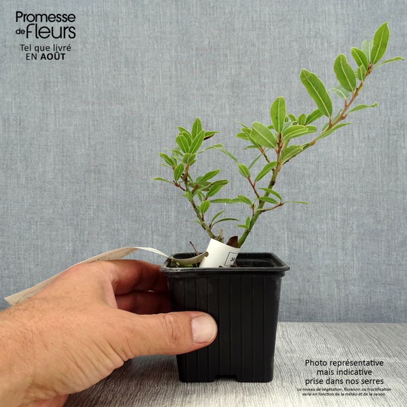 Ejemplar de Laurel Little Laura - Laurus nobilis Maceta de 8/9 cm entregado en verano