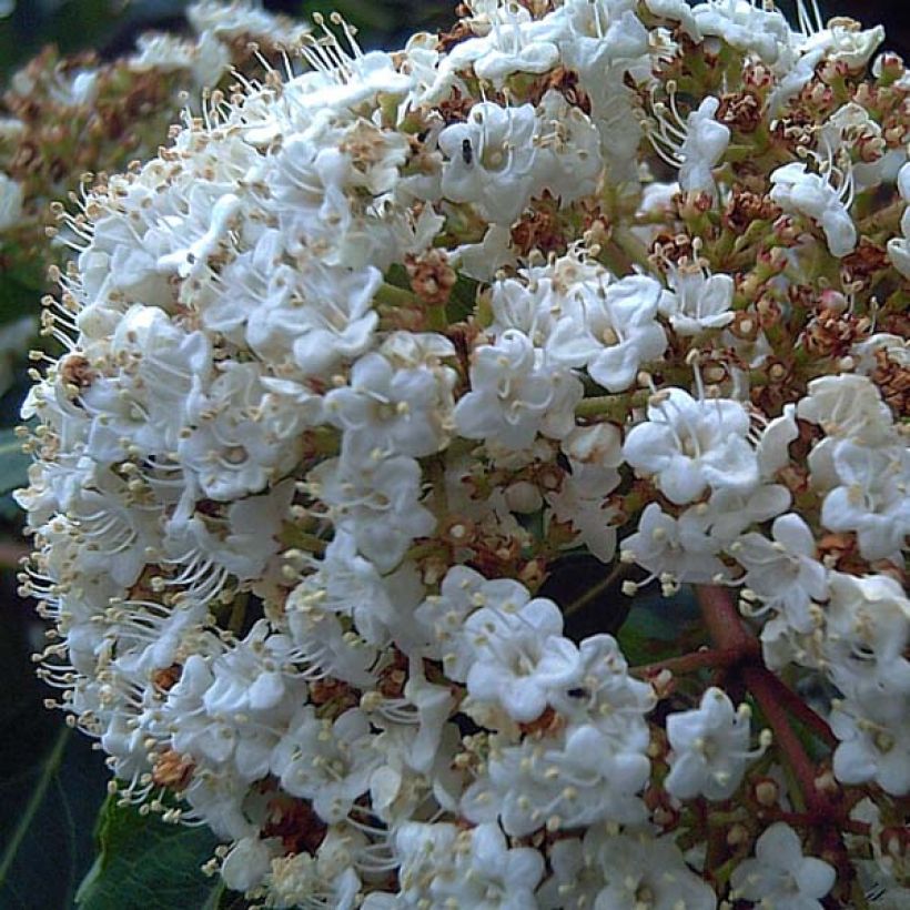 Durillo - Viburnum tinus (Follaje)