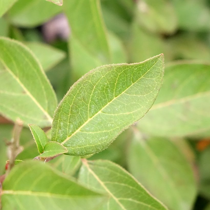 Viburnum tinus Giganteum - Durillo (Follaje)