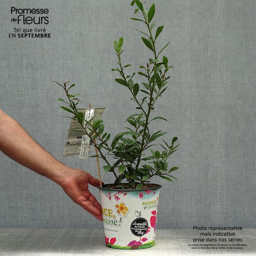 Ejemplar de Laurel Little Ragu - Laurus nobilis Maceta 4L/5L entregado en otoño