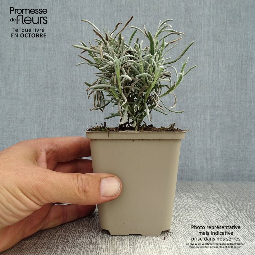 Ejemplar de Lavanda angustifolia Silbermöwe Maceta de 8/9 cm entregado en otoño