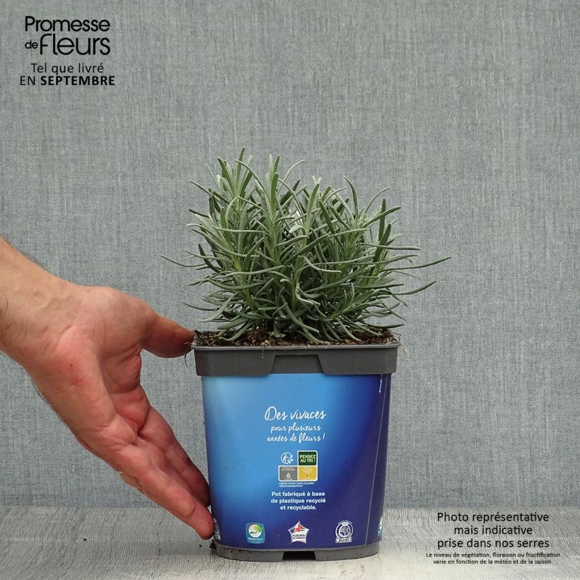 Ejemplar de Lavanda intermedia Grosso - Lavandín Maceta 2L/3L entregado en otoño