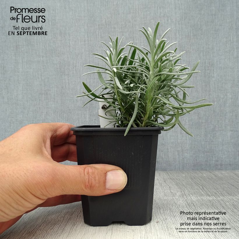Ejemplar de Lavanda intermedia Phenomenal Niko - Lavandín Maceta de 8/9 cm entregado en otoño
