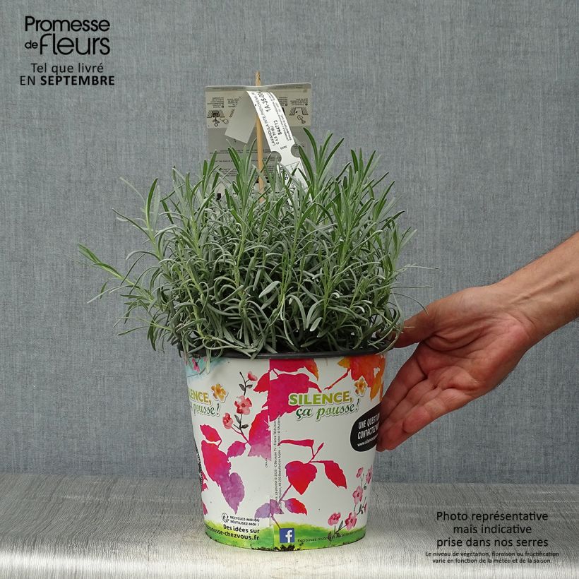 Ejemplar de Lavanda intermedia Phenomenal Niko - Lavandín Maceta 4L/5L entregado en otoño