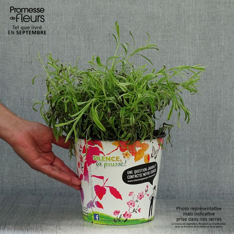 Ejemplar de Lavanda intermedia Platinum Blonde - Lavandín Maceta 4L/5L entregado en otoño