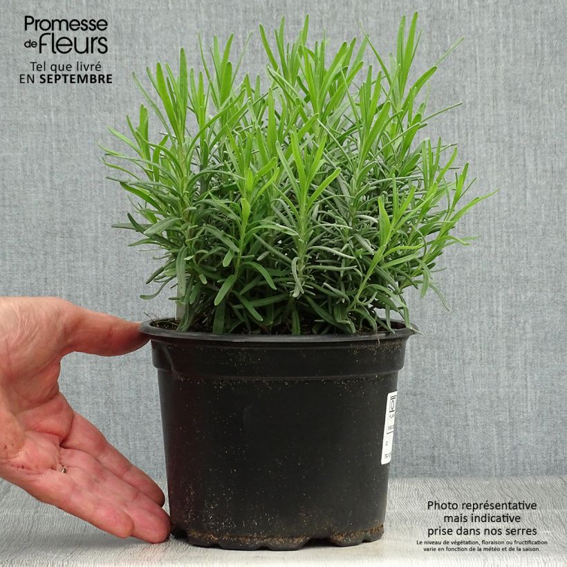 Ejemplar de Lavanda angustifolia Dwarf Blue Maceta 2L/3L entregado en otoño