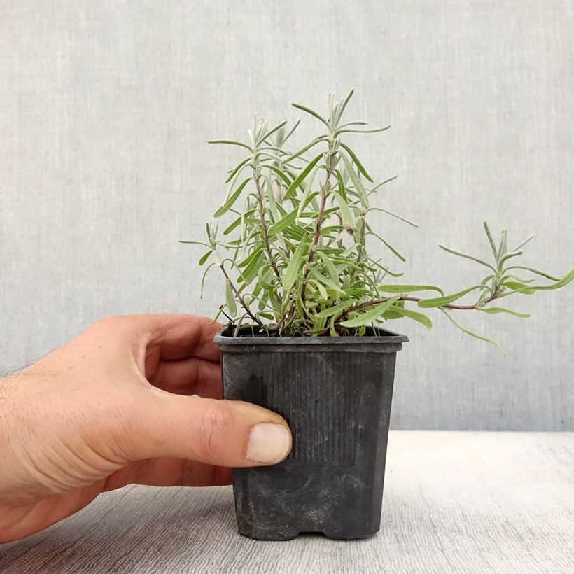 Ejemplar de Lavanda angustifolia Hidcote Maceta de 7/8 cm entregado en otoño