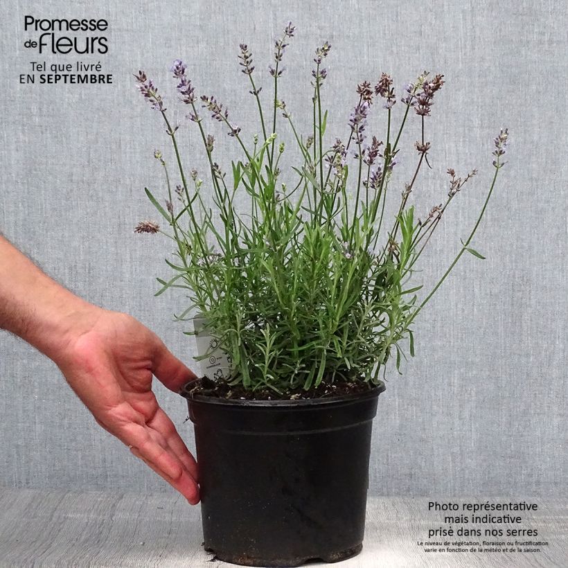 Ejemplar de Lavanda angustifolia Hidcote Maceta 3L/4L entregado en otoño