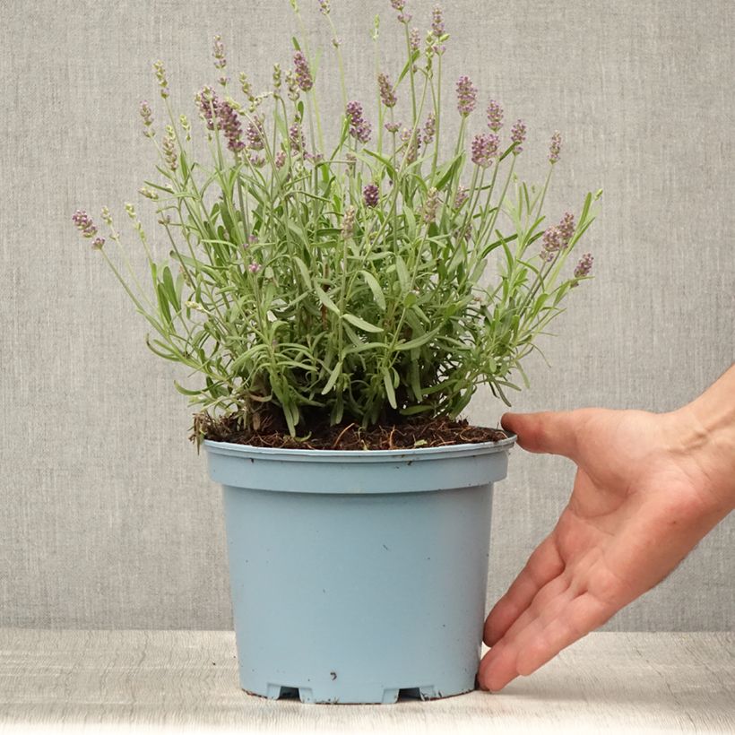 Ejemplar de Lavanda angustifolia Hidcote Maceta 3L/4L entregado en verano
