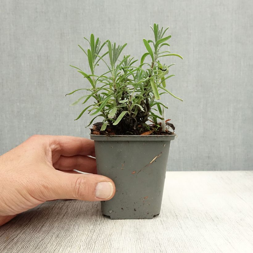 Ejemplar de Lavanda angustifolia Middachten Maceta de 8/9 cm entregado en otoño