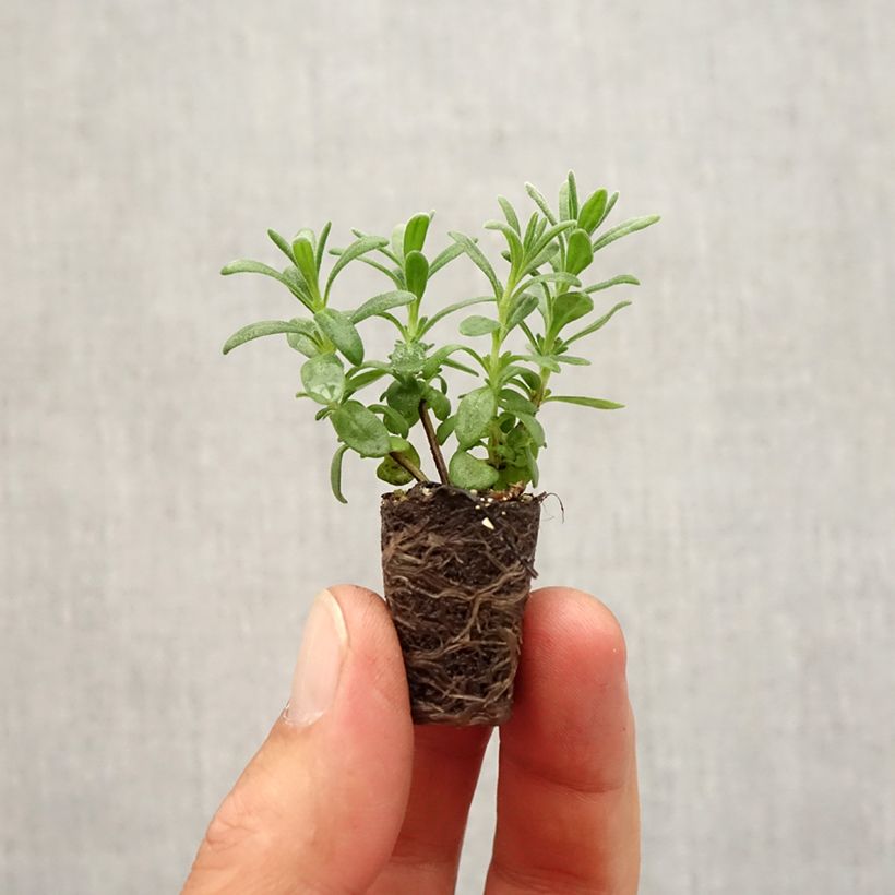 Ejemplar de Lavanda angustifolia Montagnac Purple minicepellón: Ø 1,5/2,5 cm entregado en otoño