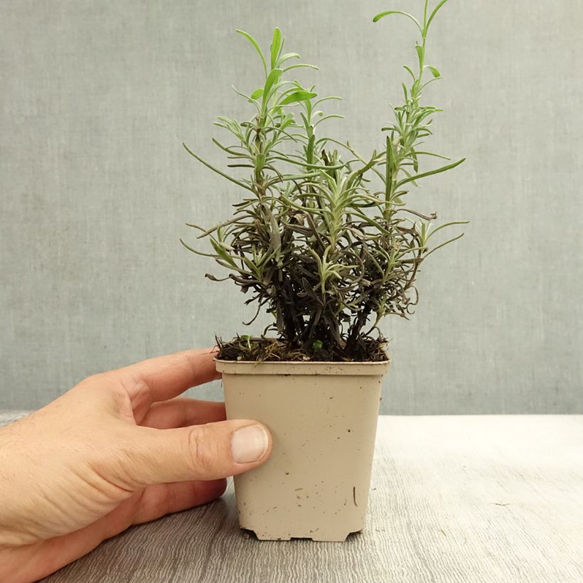 Ejemplar de Lavanda angustifolia Siesta Maceta de 8/9 cm entregado en otoño