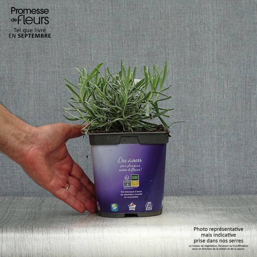 Ejemplar de Lavanda intermedia Dutch Group - Lavandín Maceta 2L/3L entregado en otoño