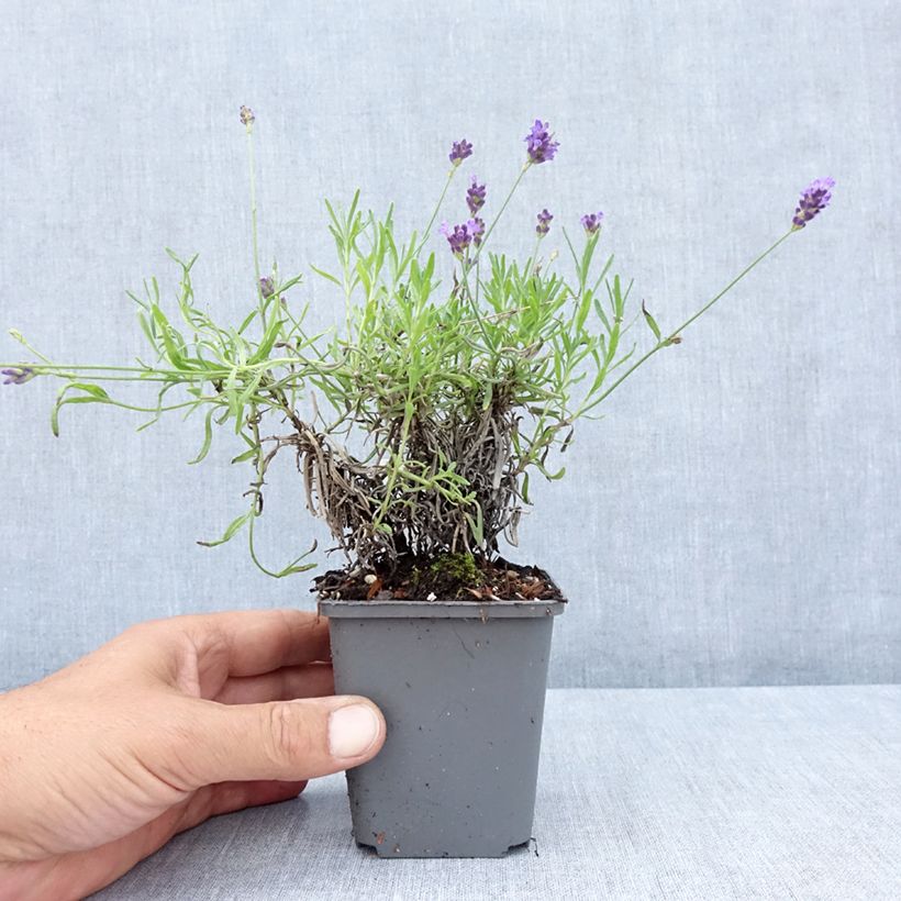 Ejemplar de Lavanda angustifolia Twickel Purple Maceta de 8/9 cm entregado en verano