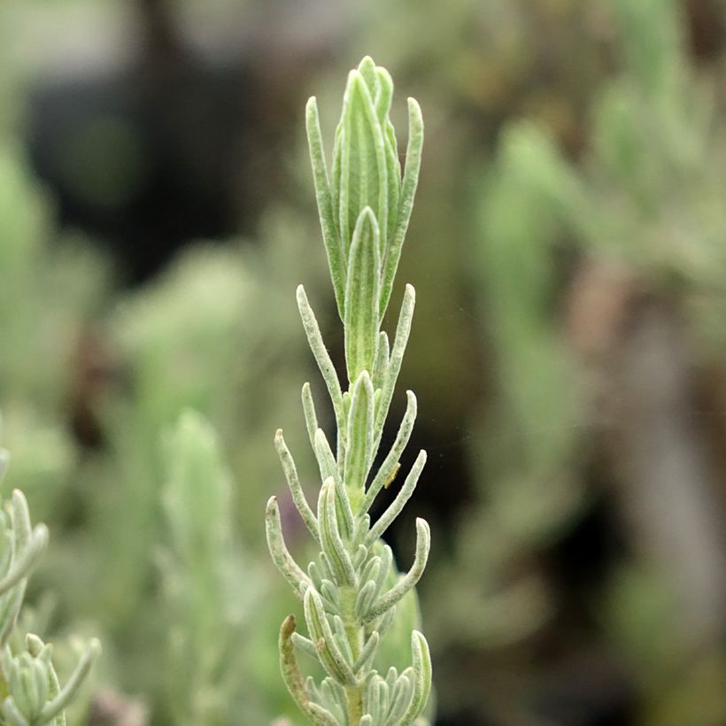 Lavanda stoechas Magical Posy Purple - Cantueso (Follaje)