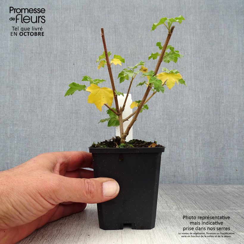 Ejemplar de Lavatera maritima - Malva de Mar Maceta de 8/9 cm entregado en otoño