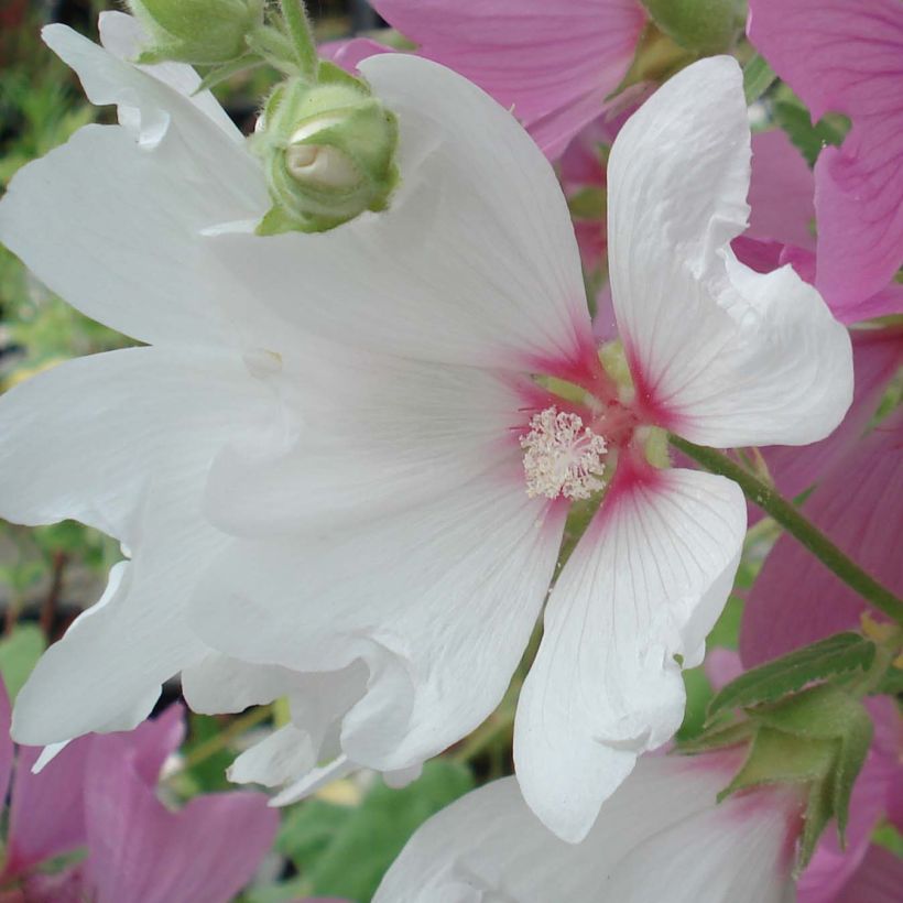 Lavatera Blushing Bride (Floración)