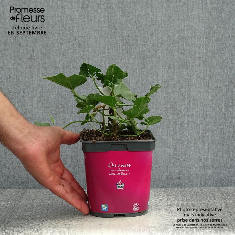 Ejemplar de Lavatera olbia Rosea Maceta 2L/3L entregado en otoño