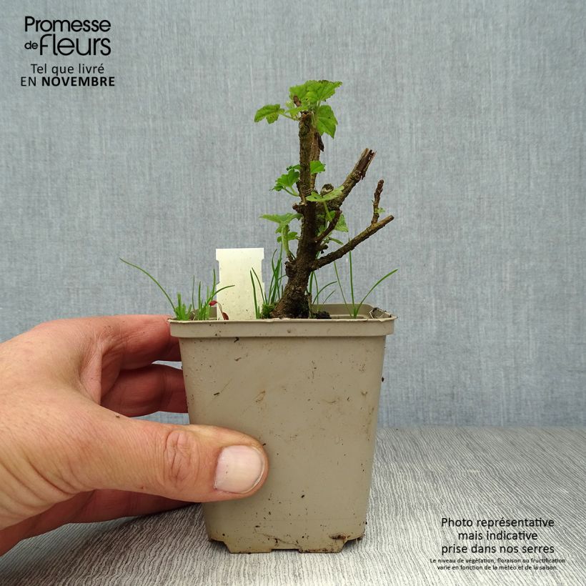 Ejemplar de Lavatera maritima Bicolor Maceta de 8/9 cm entregado en otoño