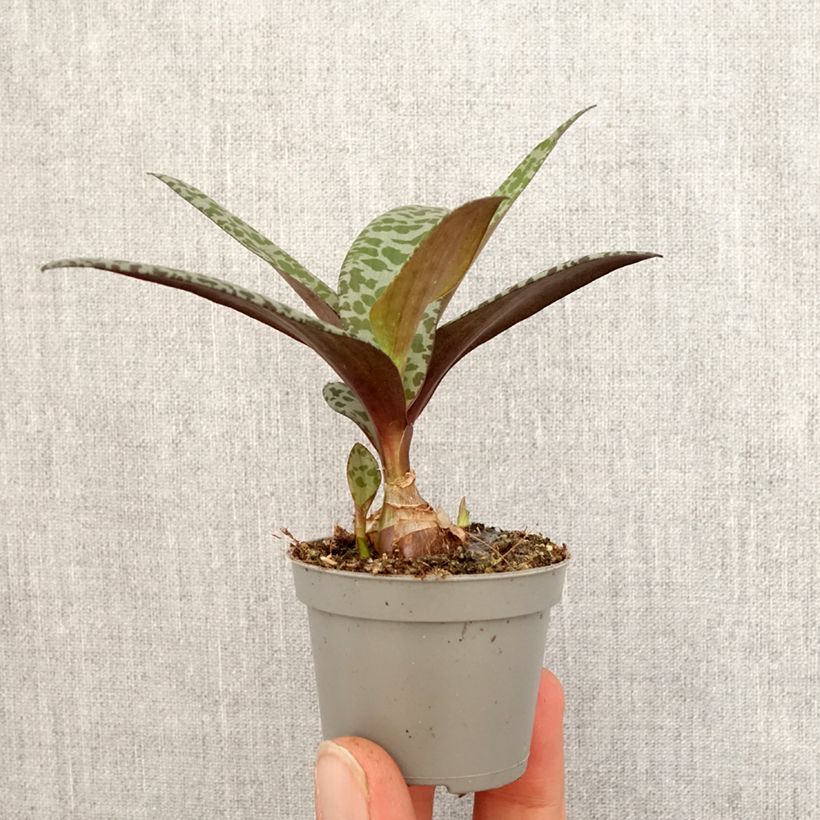 Ledebouria socialis Mini-plante Ejemplar entregado en la primavera