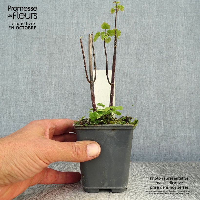 Ejemplar de Leonurus cardiaca - Agripalma Maceta de 8/9 cm entregado en otoño