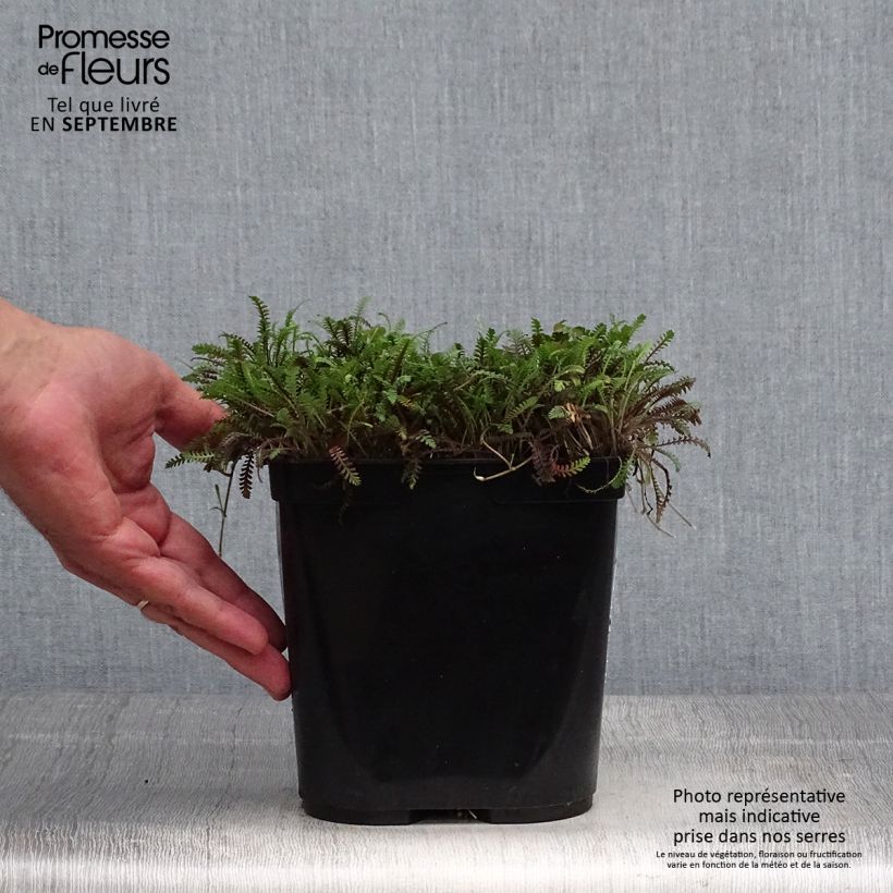 Ejemplar de Leptinella squalida Platt's Black Maceta 3L/4L entregado en otoño