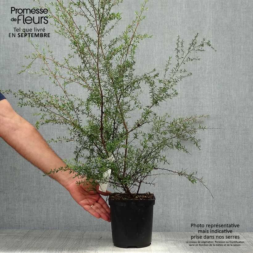 Ejemplar de Leptospermum scoparium Coral candy Maceta 2L/3L entregado en otoño