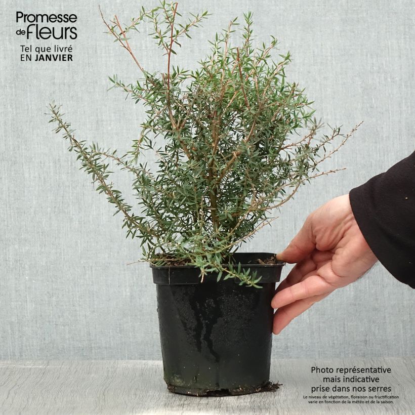 Leptospermum scoparium Apple blossom Maceta 2L/3L Ejemplar entregado en invierno