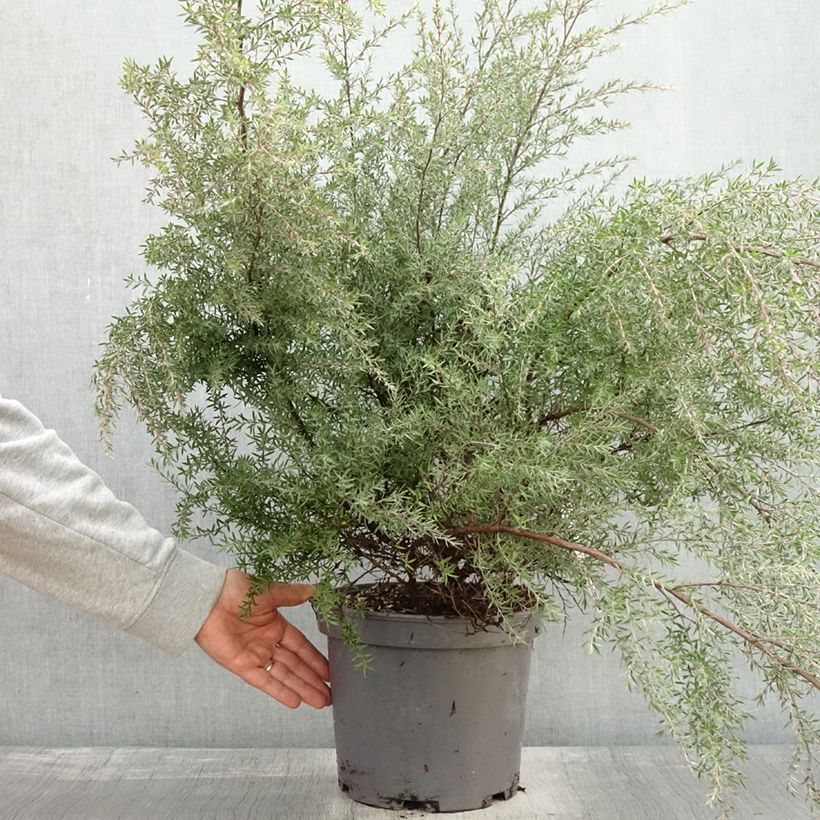 Ejemplar de Leptospermum scoparium Martini Maceta 7,5L/10L entregado en otoño