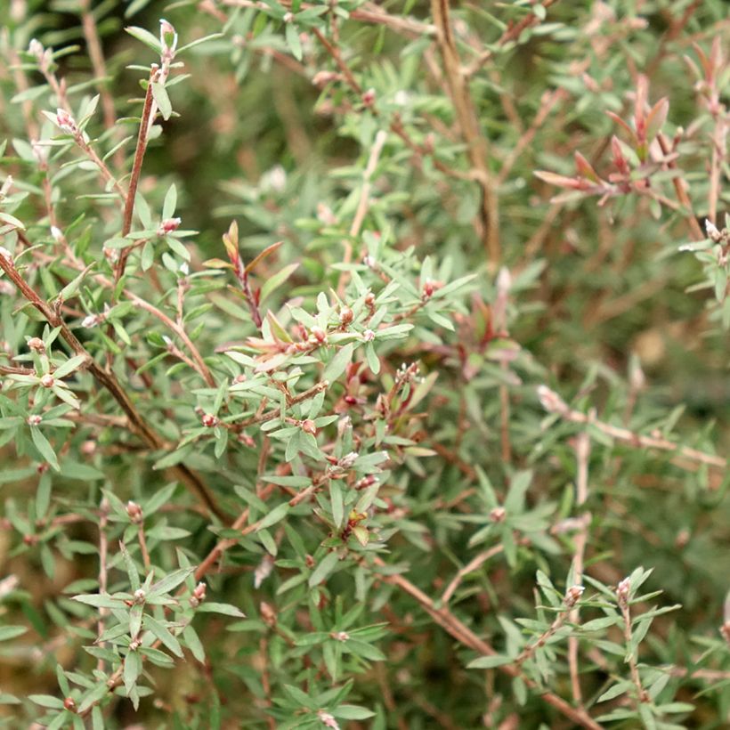Leptospermum scoparium Nanum Kiwi (Follaje)